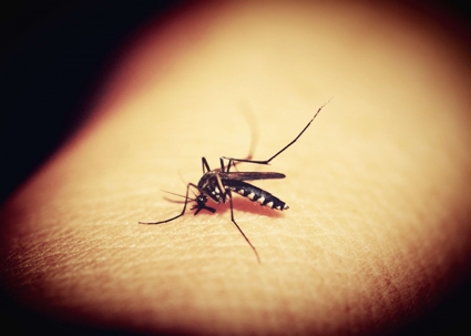 Close-up of a mosquito biting human skin, highlighting how mosquitoes feed and cause irritation.