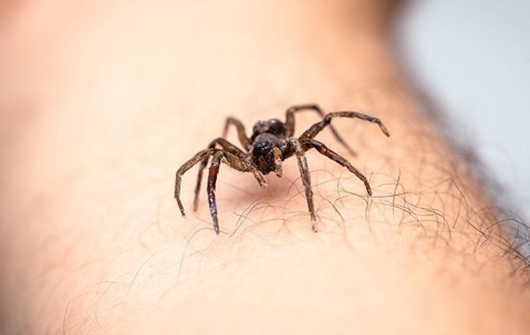 Brown spider on a human arm