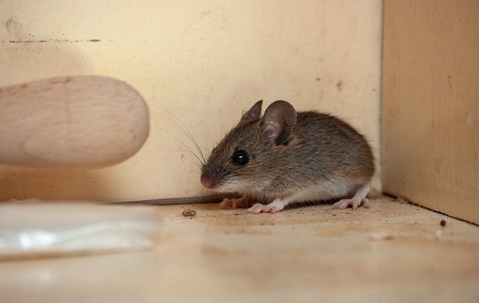 small mouse in a box