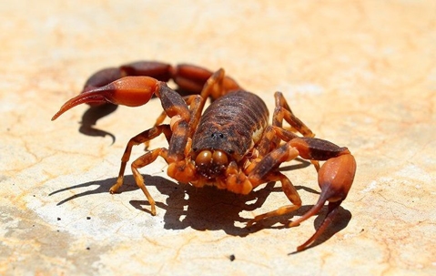 Scorpion in bright sun