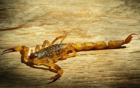 Large scorpion on wood