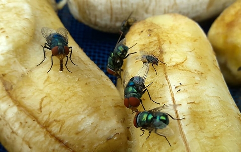 House flies on bananas
