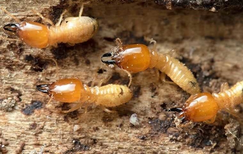 Subterranean termite workers and soldiers on soil near a foundation wall in Arizona
