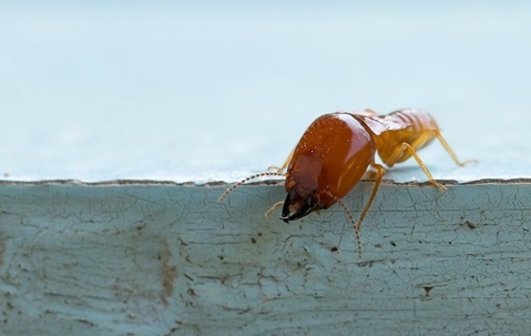 One termite on wood