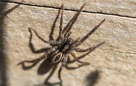 Spider on a piece of wood