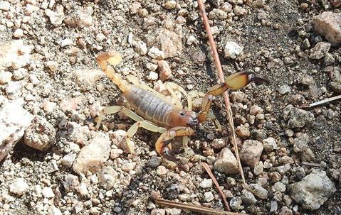 Scorpion in gravel