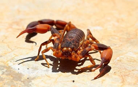 Arizona Giant Hairy Scorpion on a sunlit rock surface, showing its large pincers and hairy legs, common to desert areas in the Southwest.
