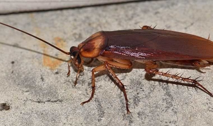 Cockroaches